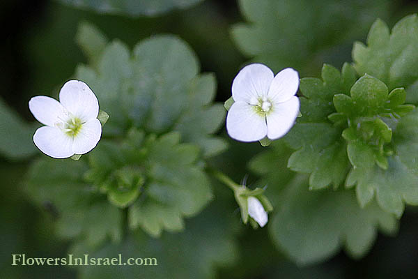 Veronica  panormitana, Palermo Speedwell, ורוניקה קטנת-פרחים