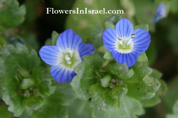 Information and Pictures of Israel Wildflowers