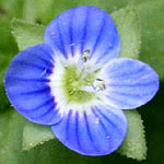 Veronica polita, Israel wildflowers, Dark Blue Flowers
