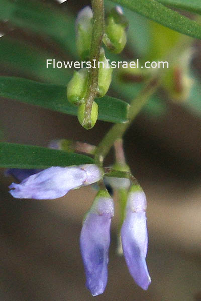 Vicia palaestina, Palestine Vetch, ביקיה ארצישראלית