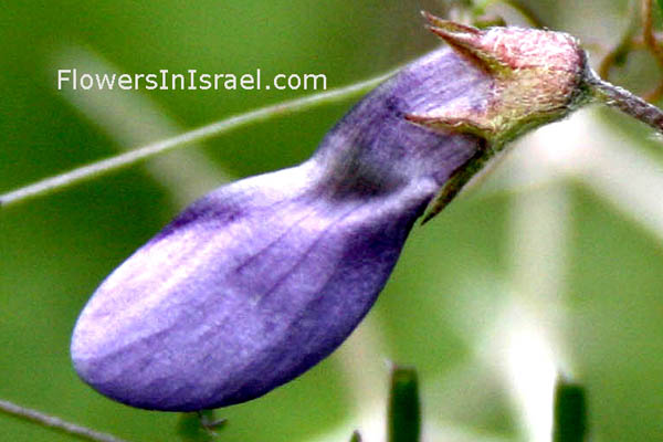 Vicia peregrina, Rambling vetch,البيقية الأجنبية , בקיה מצויה