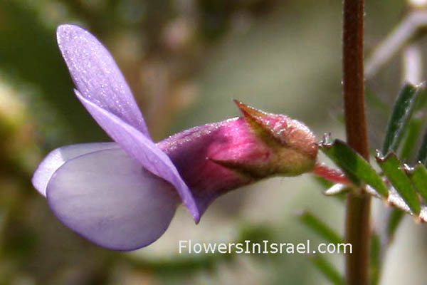 Vicia peregrina, Rambling vetch,البيقية الأجنبية , בקיה מצויה