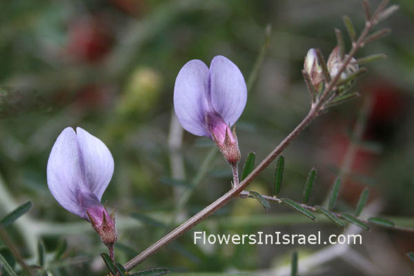 Vicia peregrina, Rambling vetch,البيقية الأجنبية , בקיה מצויה