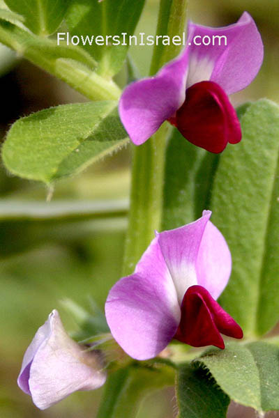 Vicia sativa, Vicia angustifolia, Common Vetch, בקיה תרבותית