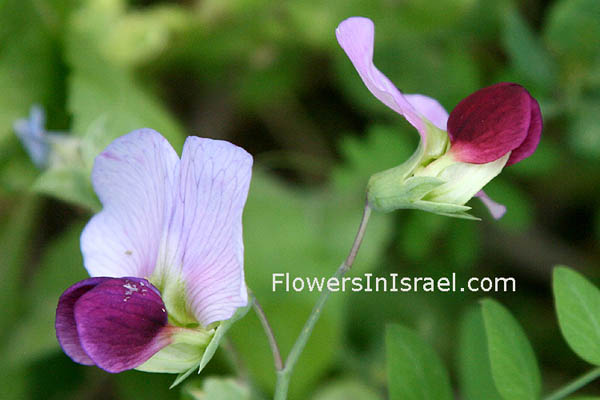צמחים ופרחי בר בארץ ישראל ,בקיה תרבותית