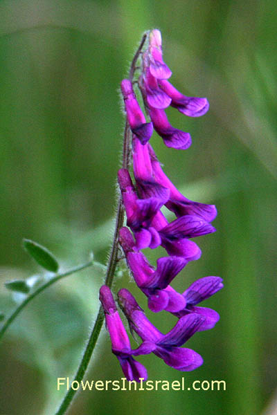  Vicia villosa, Vicia dasycarpa, Winter vetch, ביקיה שעירה ,البيقية الموبرة