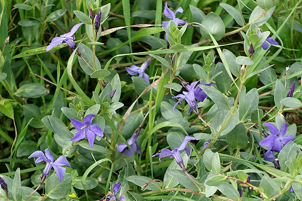 Vinca herbacea, Vinca pumila, Vinca mixta, Herbaceous Periwinkle, וינקה עשבונית