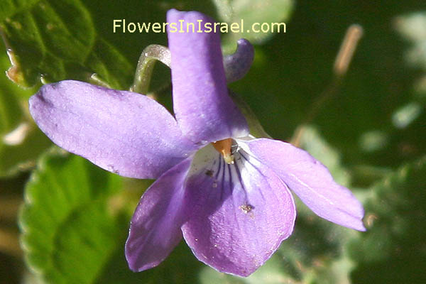 Flora en Israel, Viola odorata, Sweet Violet, סגל ריחני