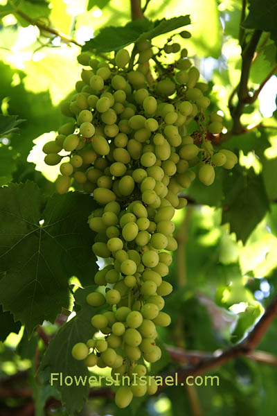 Vitis vinifera, Grapevine, كرم ,Karm,גפן היין