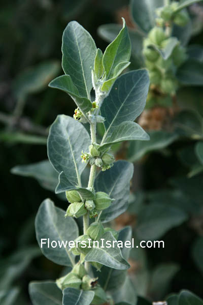 Native plants of Palestine