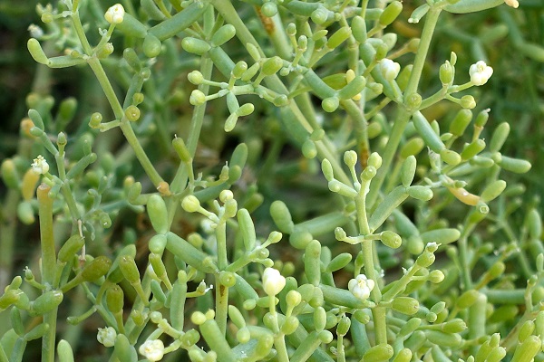 Zygophyllum coccineum, Tetraena coccinea,Scarlet-flowered Bean-Caper,זוגן אדום,  نبات الهرم، حماض، بطباط، رطريط