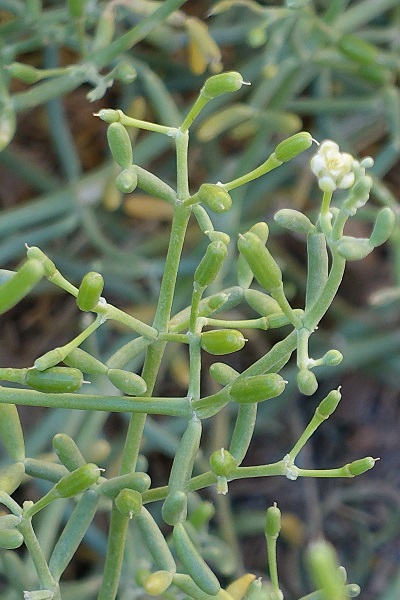 Zygophyllum coccineum, Tetraena coccinea,Scarlet-flowered Bean-Caper,זוגן אדום,  نبات الهرم، حماض، بطباط، رطريط