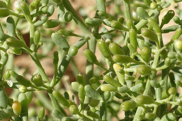 Zygophyllum coccineum, Tetraena coccinea,Scarlet-flowered Bean-Caper,זוגן אדום,  نبات الهرم، حماض، بطباط، رطريط