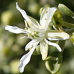 Zygophyllum dumosum, Israel, native wildflowers