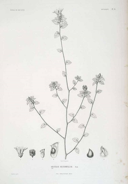 Abutilon fruticosum, Abutilon denticulatum, Texas Indian mallow, אבוטילון השיח,  أبو طيلون الشجيري