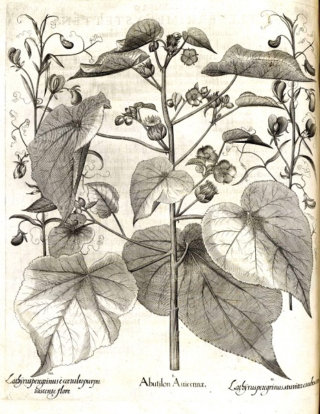 Abutilon theophrasti, Velvetleaf, butter-print, butter-weed,cotton-weed,אבוטלון תאופרססטוסת,   أبو طيلون ابن سينا