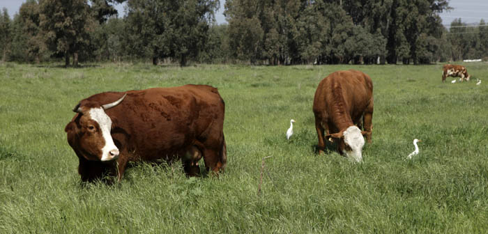 Achu Binyamina Nature Reserve - שמורת אחו בנימינה