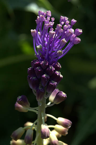 Leopoldia comosa, Purple Grape Hyacinth, Tassel Hyacinth,<br> מצילות מצוייצות