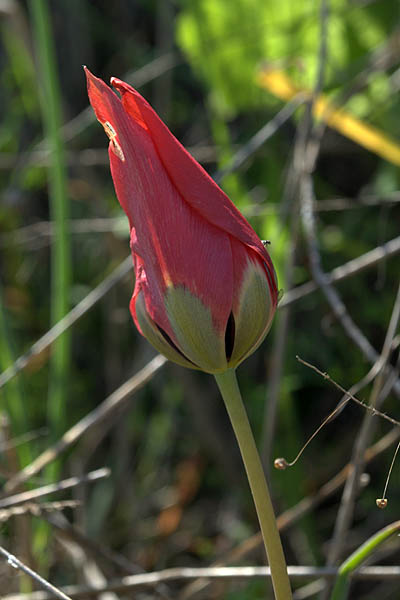 Tulipa agenensis,Tulipa oculis-solis, Tulipa sharonensis, Sharon tulip, Sun's-eye tulip, צבעוני ההרים, زنبق, قرن الغزال 