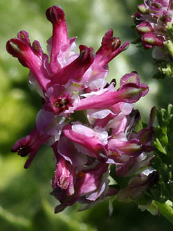 Fumaria densiflora, Dense-flowered fumitory, עשנן צפוף