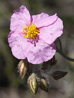 Helianthemum vesicarium, Pink Sun-rose, הדור שמשון