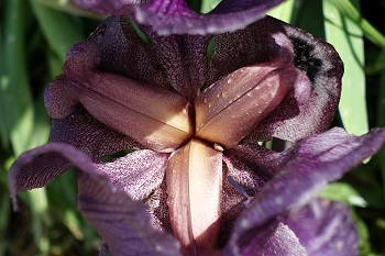 Iris haynei, Gilboa iris,<br>Hebrew: אירוס הגלבוע, Arabic: سوسن فقوعة<