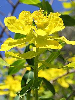 Euphorbia hierosolymitana, Euphorbia thamnoides, Jerusalem Spurge,حلبوب ,חלבלוב מגובשש