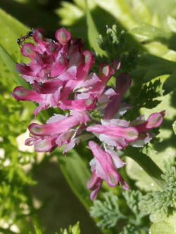 Fumaria densiflora, Dense-flowered fumitory, עשנן צפוף
