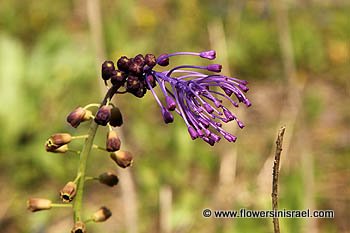 Leopoldia comosa, Purple Grape Hyacinth, Tassel Hyacinth,
מצילות מצוייצות