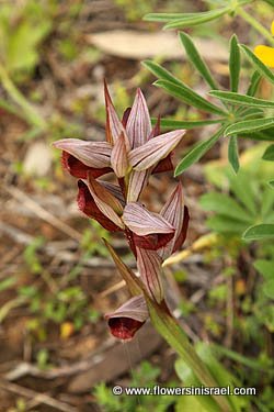 Serapias vomeracea, Serapias levantina, Snake Tongue Orchid, Long-lipped Serapias, Ploughshare orchid, שפתן מצוי