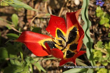 Tulipa agenensis,Tulipa oculis-solis, Tulipa sharonensis,
Sharon tulip, Sun's-eye tulip,
Hebrew: צבעוני ההרים, Arabic: زنبق, قرن الغزال 