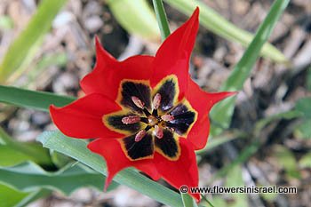 Tulipa agenensis,Tulipa oculis-solis, Tulipa sharonensis,
Sharon tulip, Sun's-eye tulip,
Hebrew: צבעוני ההרים, Arabic: زنبق, قرن الغزال 