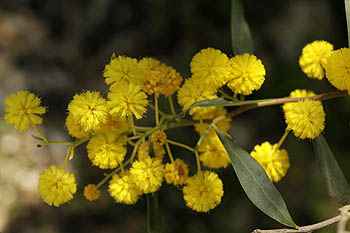 Acacia saligna, Acacia cyanophylla, Sydney Golden Wattle,Golden-wreath Wattle, שיטה כחלחלה