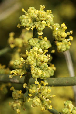 Ephedra foeminea,Ephedra campylopoda, Joint pine, Leafless Ephedra, שרביטן מצוי