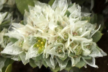 Paronychia argentea, Silver nailroot, Silvery Whitlow Wort, אלמוות הכסף  رجل الحمامة