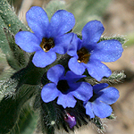 Dark blue flowers in Israel