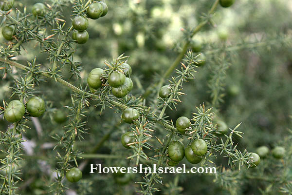 Nature reserve Bnei Zion, Harutzim, Asparagus aphyllus, Prickly Asparagus, אספרג החורש