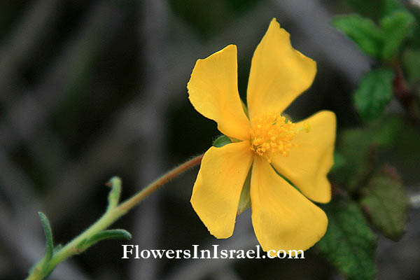 Nature reserve Bnei Zion, Harutzim, Fumana thymifolia, Clammy cistus, לוטמית דביקה