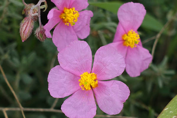 Helianthemum vesicarium, Pink Sun-rose, שמשון השלחופיות ,שמשון הדור 