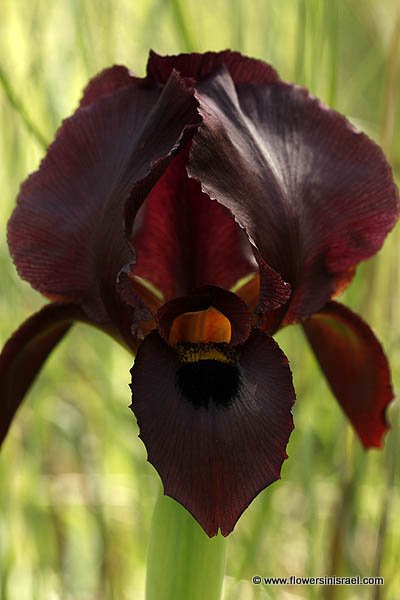 Iris atropurpurea, Coastal Iris, السوسن، آحيلة الكلب, אירוס הארגמן