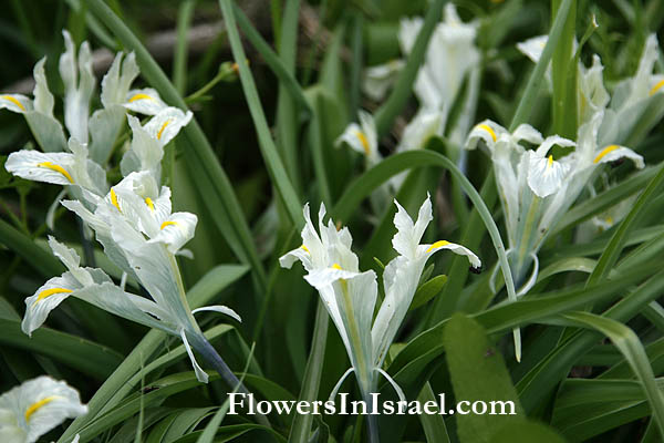 Nature reserve Bnei Zion, Harutzim, Iris palaestina, Palestine Iris, אירוס ארץ-ישראלי