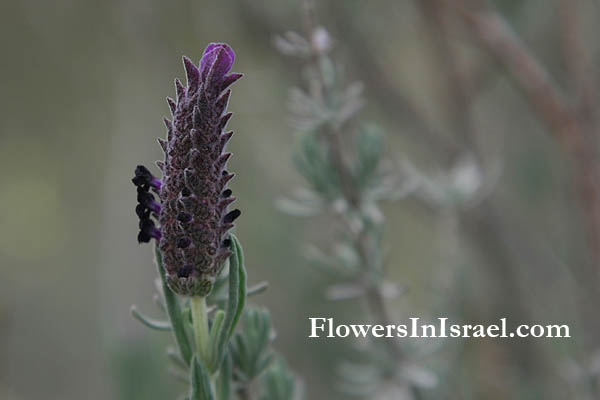 Nature reserve Bnei Zion, Harutzim, Lavandula stoechas, سطوخودوس, Schopf-Lavendel, French Lavender,אזוביון דגול