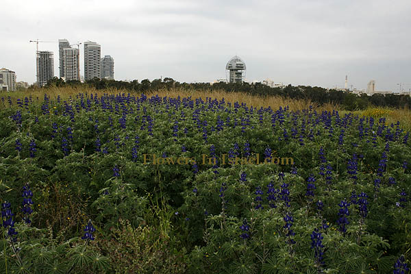 Jarisa Mound - Napoleon Hill, Ramat Gan, natural kurkar hill,Lupinus pilosus, Lupinus varius, Blue Lupine, ترمس برّي,תורמוס  ההרים