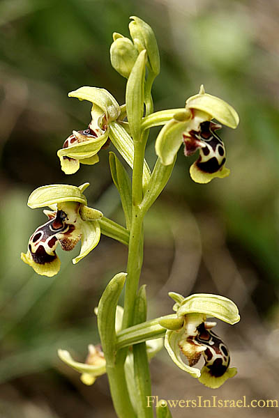 Ophrys flavomarginata,Yellow Rimmed Ophyrs, דבורנית צהובת-שוליים
