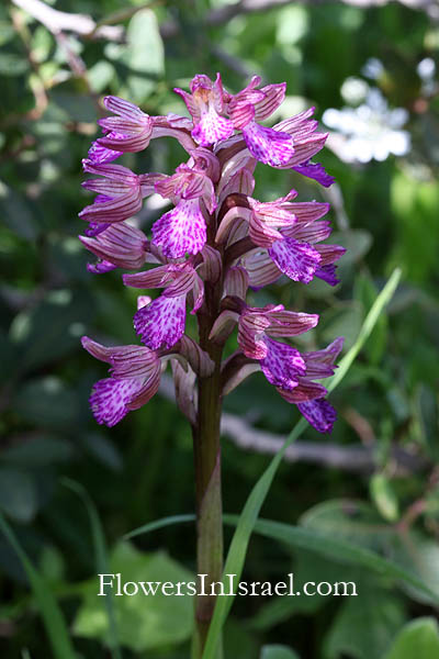 Hararit, Lavra Netofa, Lower Galilee, Misgav, הררית , מבדד נטופה, Orchis papilionacea, Orchis caspia, Pink Butterfly Orchid, סחלב פרפרני