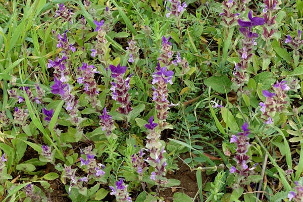 Salvia viridis, Salvia horminum, Annual Clary, Bluebeard,Red-topped sage, מרווה דגולה, מרווה ירוקה