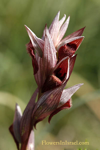 Serapias vomeracea,Serapias levantina, Snake Tongue Orchid, Long-lipped Serapias,Ploughshare orchid ,שפתן מצוי