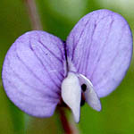 Violet flowers in Israel