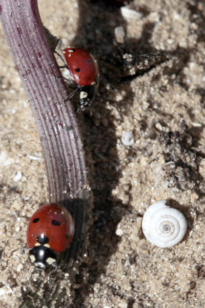 Coccinella septempunctata, Seven-spotted ladybird, מושית השבע, פרות משה רבנו