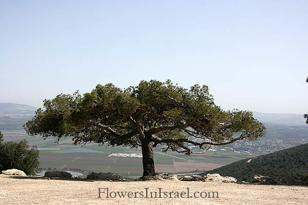 Carmel, Hurshat Ha'arbaim,חורשת הארבעים
